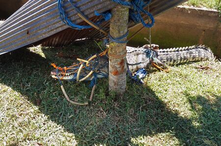 About 2 meters long crocodile was captured in drainage  on the residential street.の写真素材