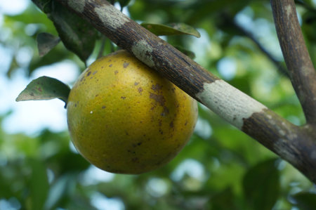 Fresh local oranges on tree with selective focus.