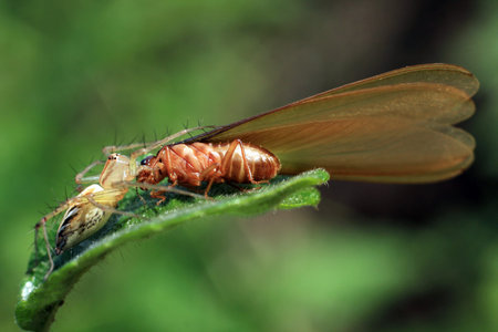 Macro shot of yellow jumping spider  eats insect.
