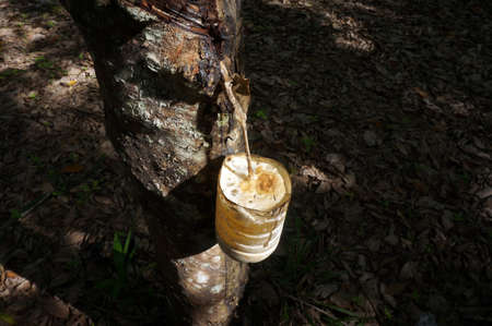 Milky latex extracted from rubber tree (Hevea Brasiliensis).の写真素材