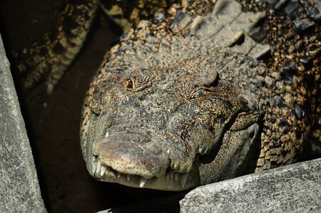 Closeup crocodiles are sunbathing in the zoo.の写真素材