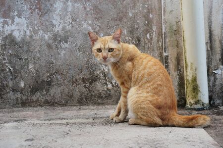 Domestic yellow Cat at home. Outdoorの写真素材