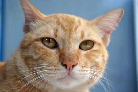 Domestic yellow Cat at home. Outdoorの写真素材