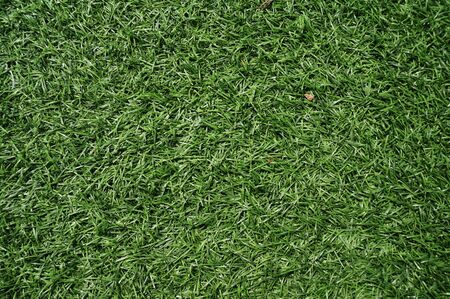 Green grass playground floor backgroundの写真素材