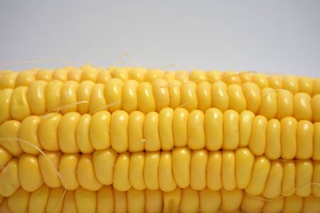 Closeup Sweet Corn with isolated backgroundの写真素材