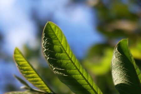 Green leaf guava detail and texture with bokeh background.の写真素材