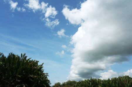 view of nypa palm trees  on blue cloudy sky background.の写真素材