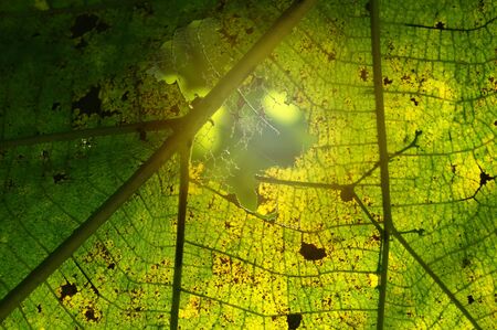 Old leaves with holes and sunlight background, selective focusの写真素材
