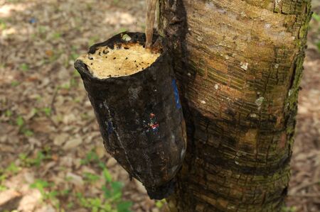 Rubber tree plantation. Milky latex extracted from rubber tree (Hevea Brasiliensis). Selective Focus.の写真素材