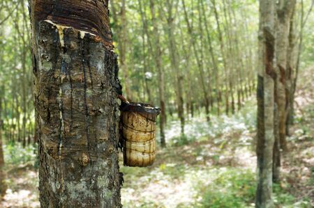 Rubber tree plantation. Milky latex extracted from rubber tree (Hevea Brasiliensis). Selective Focus.の写真素材