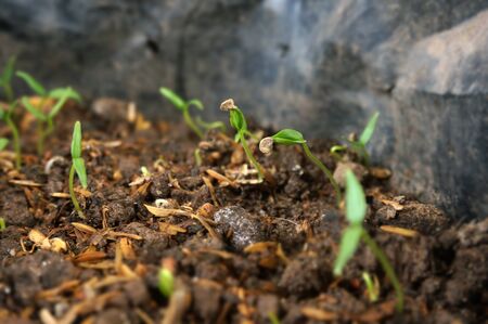 Cayenne pepper sprouts and in polybag. Selective focus.の写真素材