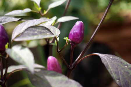 Purple Chili on plant - Bolivian Rainbow Chili. Selective focusの写真素材