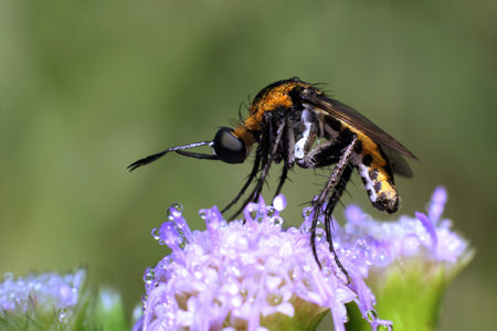 Macro shot of toxophora fly. Selective focus. Macro photography.