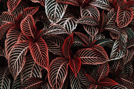 Red White leaf texture. Leaf texture backgroundの写真素材