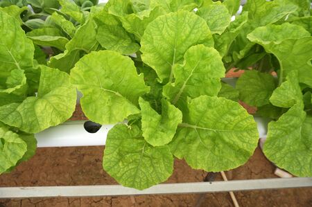 Hydroponic samhong in hydroponic pipe. Hydroponic vegetable farm.の写真素材