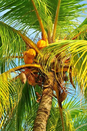 cocoon tree and fruitsの写真素材