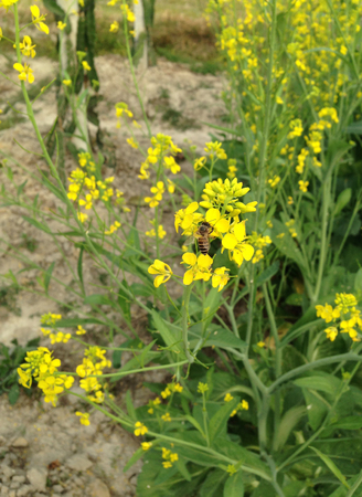 Cauliflowerの写真素材