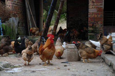 chickenのeditorial素材