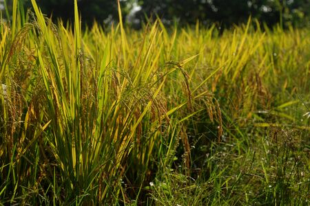 paddy fieldの写真素材