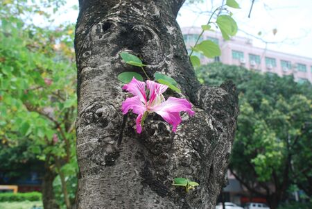 purple color flower の写真素材