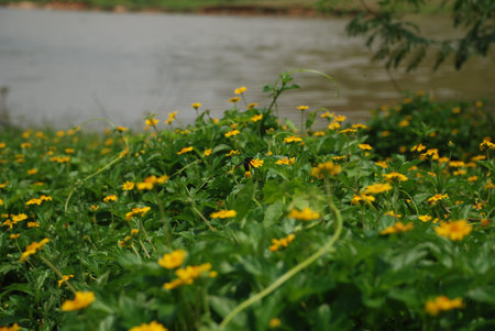 Wildflowersの写真素材