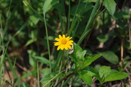 Wildflowersの写真素材