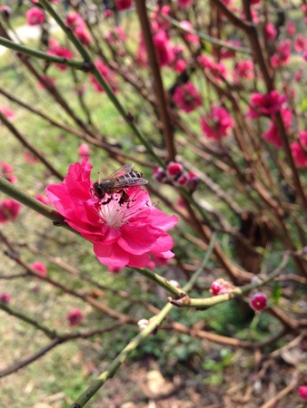 Peach blossomの写真素材
