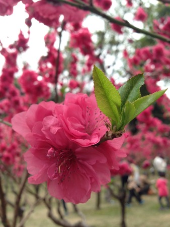 Peach blossomの写真素材