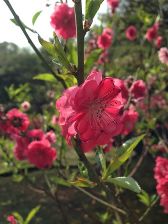 Peach blossomの写真素材
