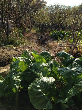 Vegetable の写真素材