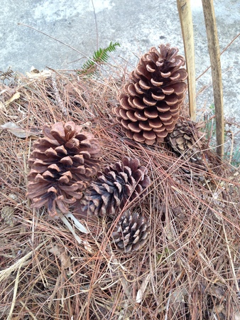 Firewood の写真素材