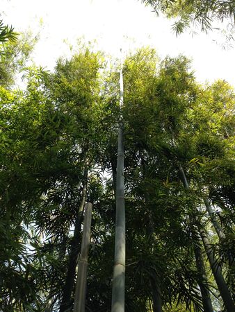 Bambooの写真素材