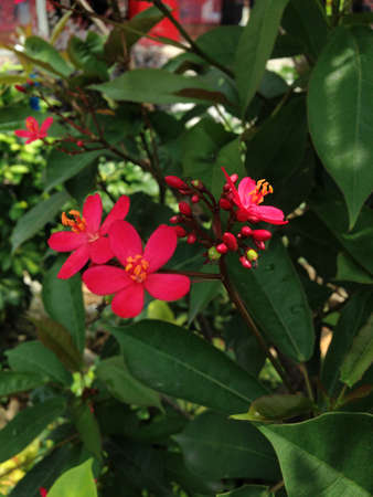 Wildflowersの写真素材