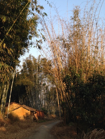 bamboo forestの写真素材