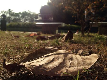 Defoliationの写真素材