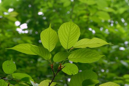 Tree leafの写真素材