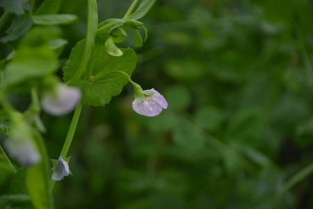 Peasの写真素材