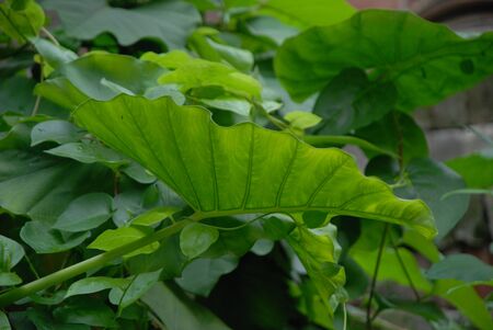 Tree leafの写真素材