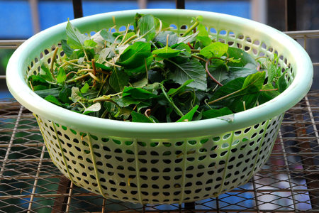 vegetableの写真素材