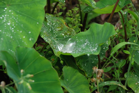 Plantの写真素材