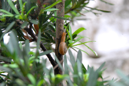 Snailsの写真素材