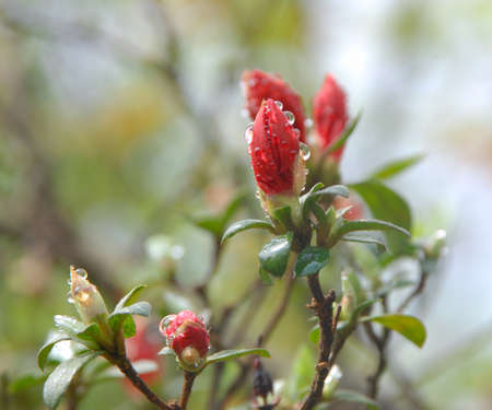 Flowerの写真素材