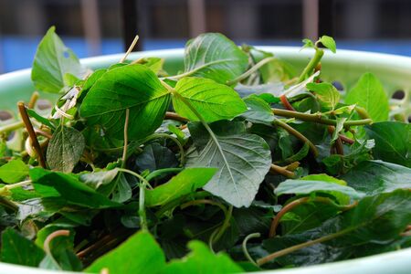 Vegetableの写真素材