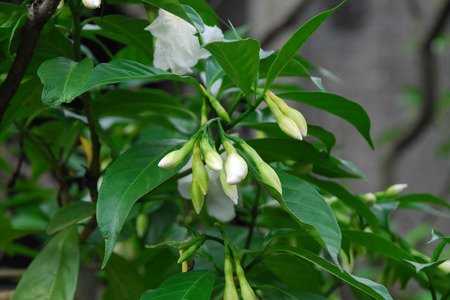 Plantの写真素材