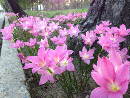 Pink Zephyranthes lilyの素材