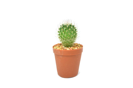cute cactusの写真素材