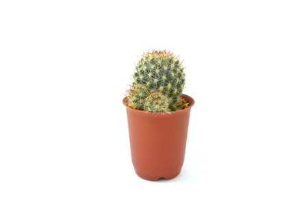cute cactusの写真素材