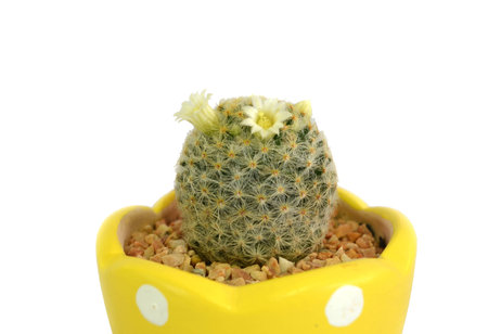 cute cactusの写真素材