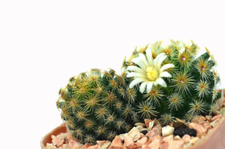cute cactusの写真素材