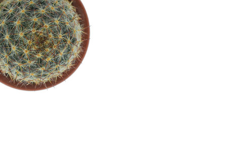 cute cactusの写真素材